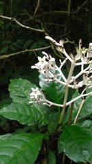 Chassalia curviflora