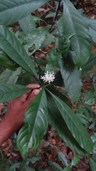 Chassalia curviflora