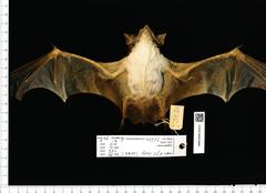 Naked-Rumped Pouched Bat photo 5