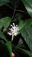 Chassalia curviflora