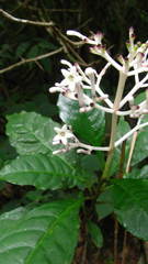 Chassalia curviflora