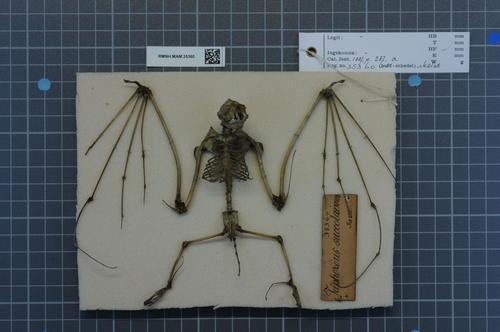 Naked-rumped Pouched Bat