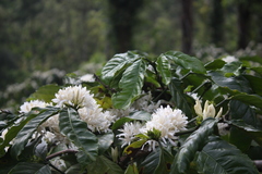 Coffea canephora