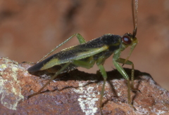 Orthotylus