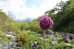 Cirsium purpuratum