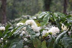 Coffea canephora