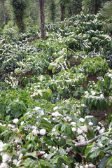 Coffea canephora
