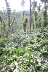 Coffea canephora