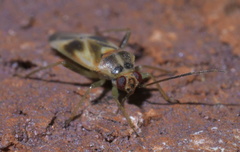 Orthotylus