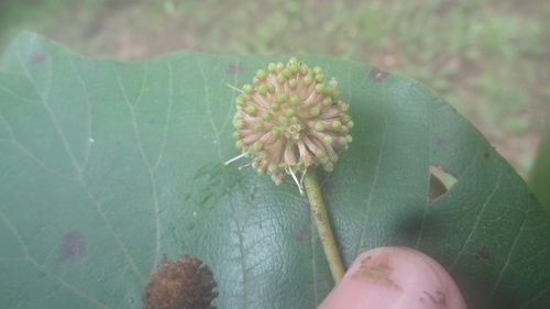 Adina cordifolia