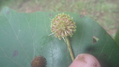 Adina cordifolia