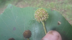 Adina cordifolia, photograph Siddarth Machado, CC BY, iNaturalist via GBIF