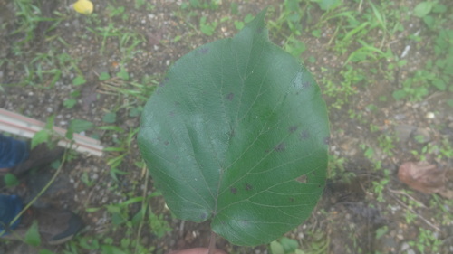 Adina cordifolia, photograph 2