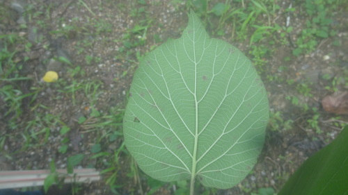 Adina cordifolia, photograph 3