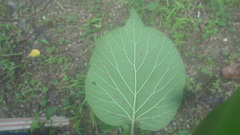 Adina cordifolia, photograph Siddarth Machado, CC BY, iNaturalist via GBIF