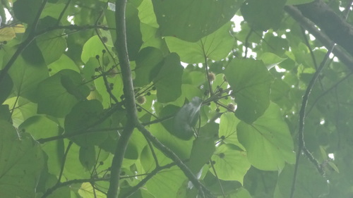 Image of Adina cordifolia by (c) Siddarth Machado, some rights reserved (CC BY)