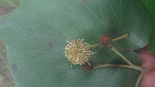 Image of Adina cordifolia by (c) Siddarth Machado, some rights reserved (CC BY)