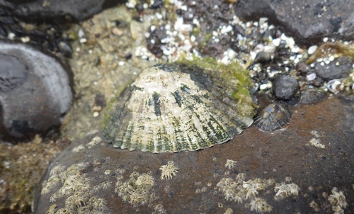 Patella lugubris