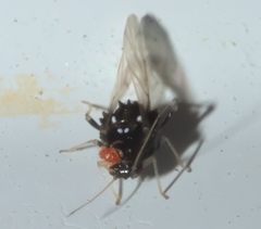 Melanocallis caryaefoliae