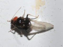 Melanocallis caryaefoliae