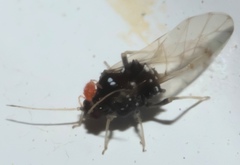 Melanocallis caryaefoliae