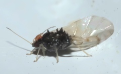 Melanocallis caryaefoliae