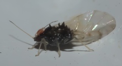 Melanocallis caryaefoliae