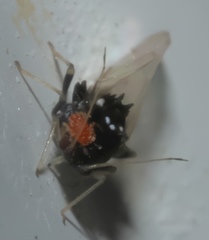 Melanocallis caryaefoliae