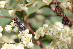Helophilus hochstetteri