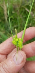 Carex flaviformis