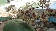 Ixora brachiata