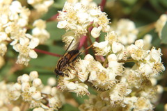 Helophilus antipodus