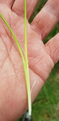 Carex flaviformis