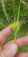 Carex flaviformis