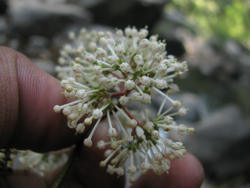 Ixora brachiata, photograph 2