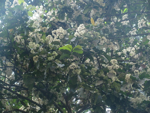 Image of Ixora brachiata by (c) Siddarth Machado, some rights reserved (CC BY)