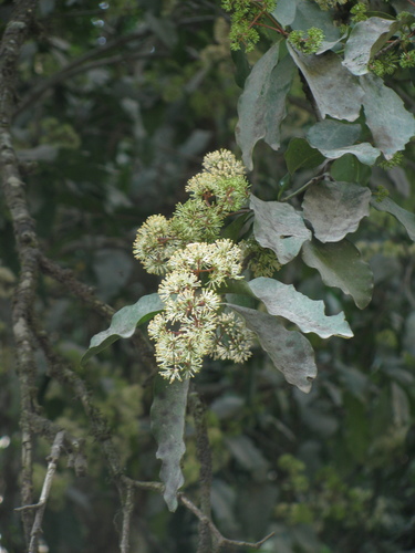 Ixora brachiata, photograph 5