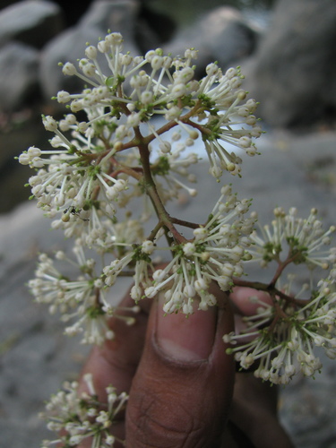 Ixora brachiata, photograph 3