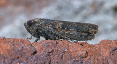 Paraphlepsius collitus