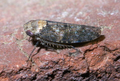 Paraphlepsius collitus