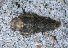 Paraphlepsius collitus