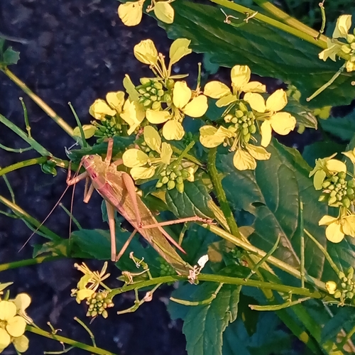 Great Green Bush-cricket