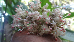 Ixora elongata