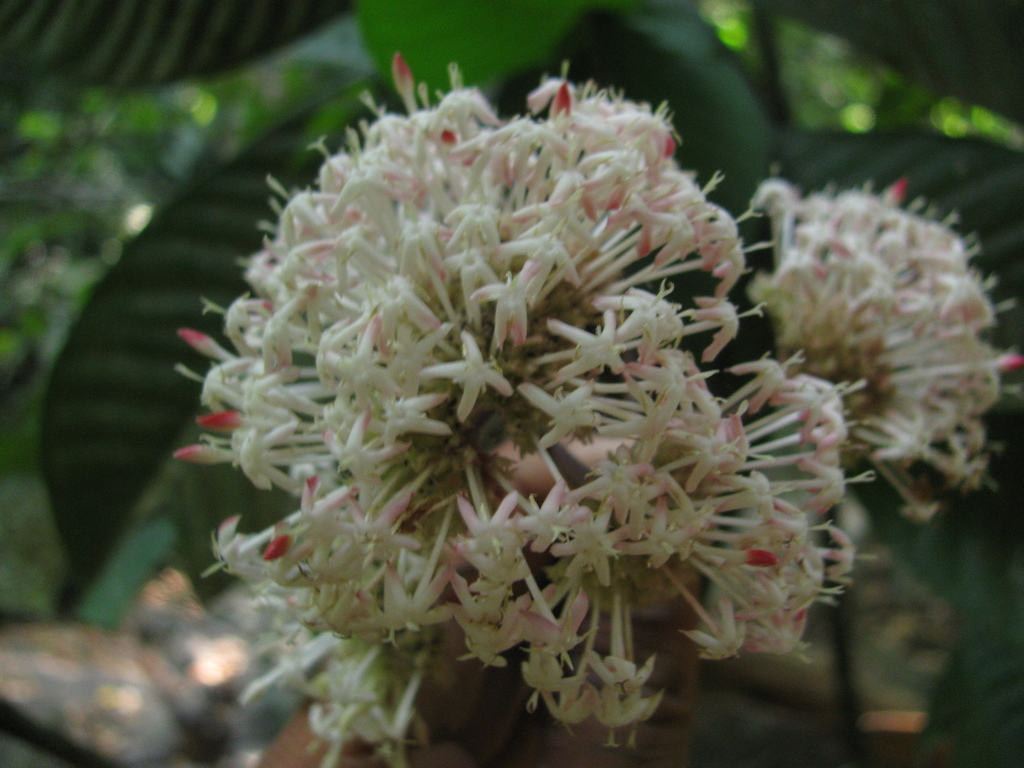 Ixora elongata