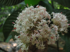 Ixora elongata