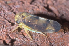 Pediopsoides distinctus