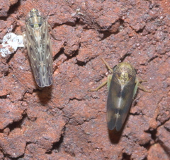 Pediopsoides distinctus