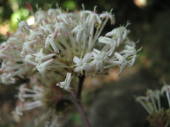 Ixora elongata