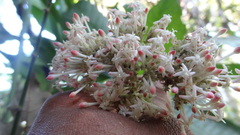 Ixora elongata