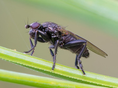 Copromyzinae